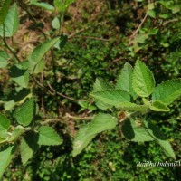 Sida cordifolia L.